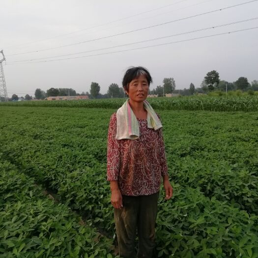 兰考县花生基地大田种植，亩产1500斤以上