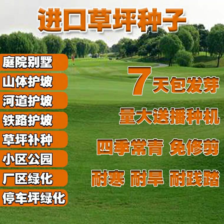 百慕大种子 绿化草坪种子四季常青狗牙根黑麦草百慕大高羊茅庭院护坡草籽