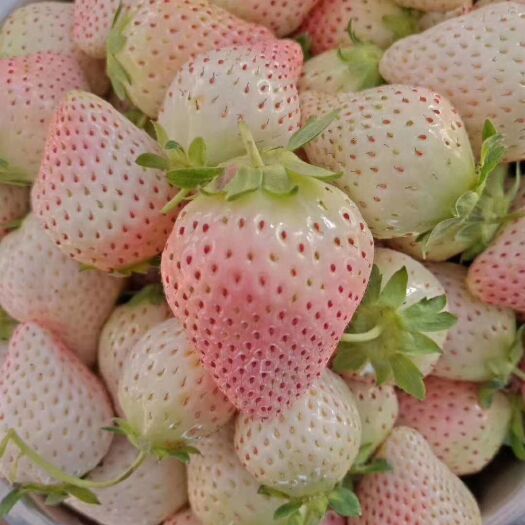 泰安 章姬草莓苗,奶油草莓苗,红颜草莓苗,甜查理草莓苗,品种齐全