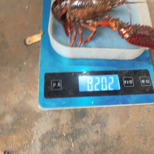 重庆市清水小龙虾 4-6钱 人工养殖