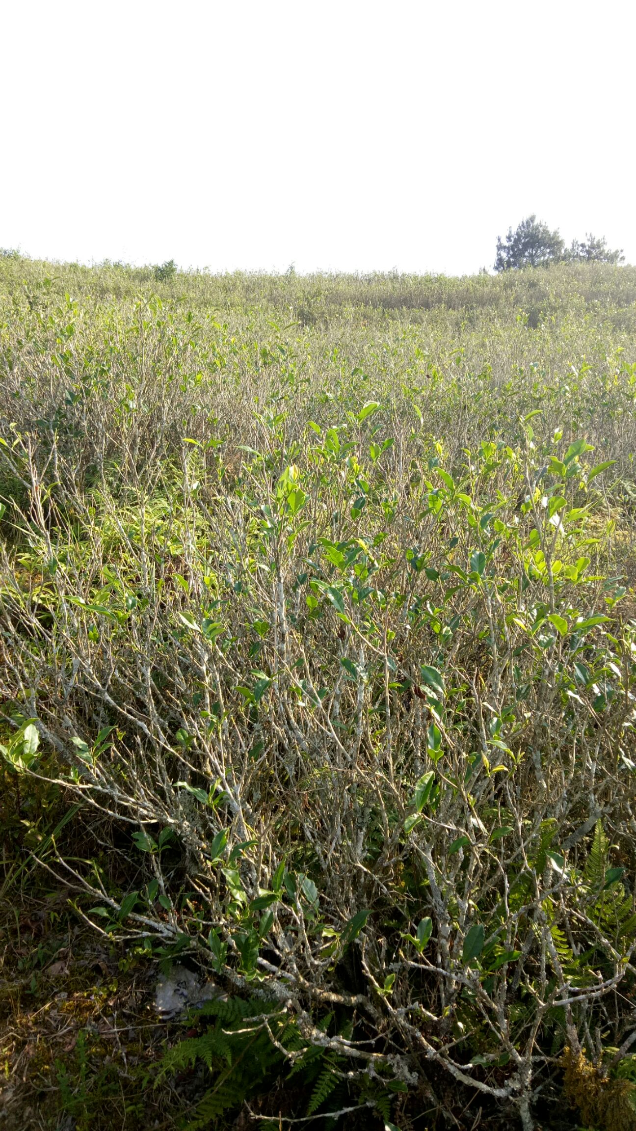 福鼎白茶 一级 礼盒装