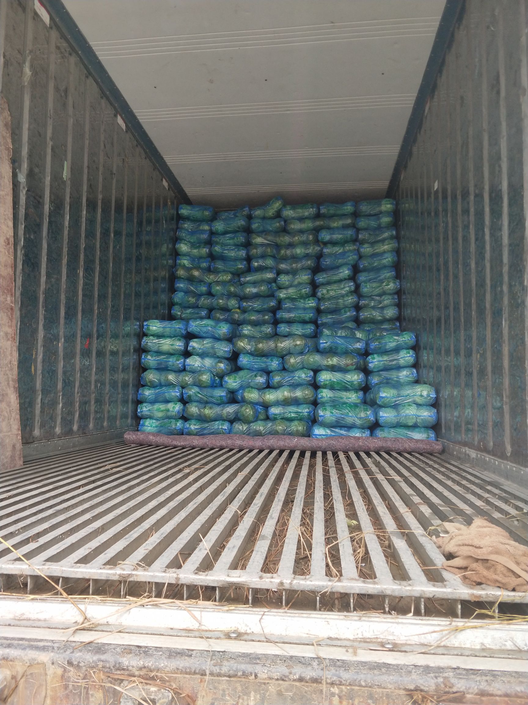 奥奇娜甘蓝 湖北省咸宁市嘉鱼县 2.5~3.0斤