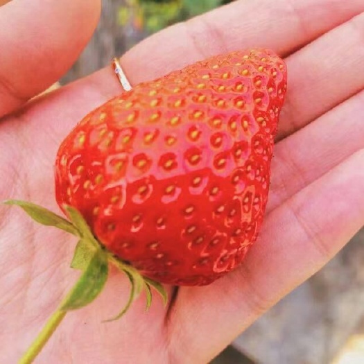 泰安山东凤岐草莓苗基地批发妙香7号草莓苗根系发达现挖现卖成活率