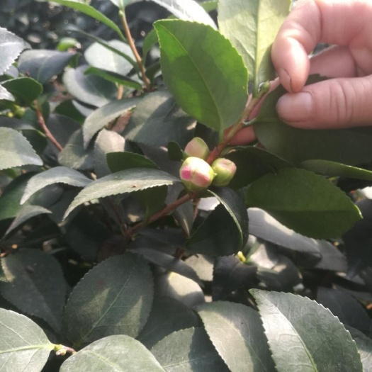五色赤丹  茶花苗 带花苞 山茶花 四季开花五色茶花千里香，基地直销