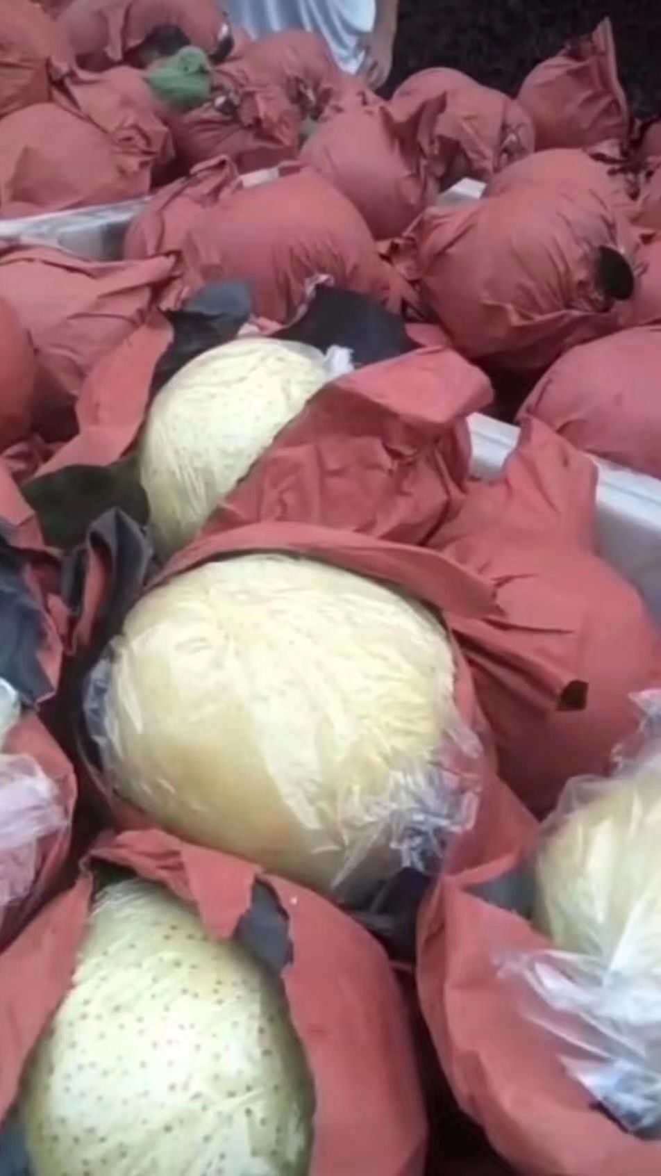 纸袋黄金梨 丰水梨，皇冠梨产地直销，脆甜可口