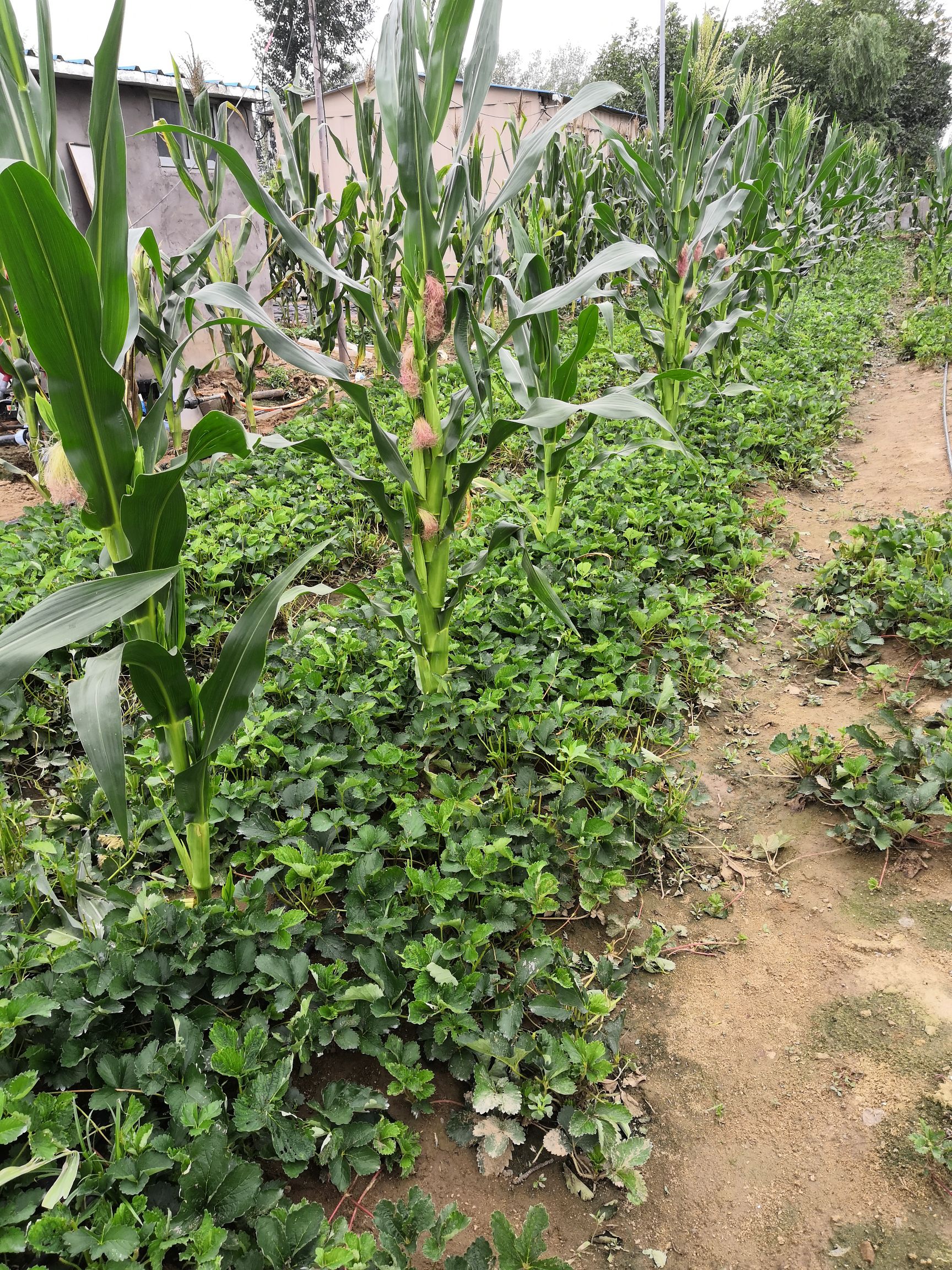  达草莓苗根系发达，脱毒二代草莓苗，量大包邮，草莓苗基地