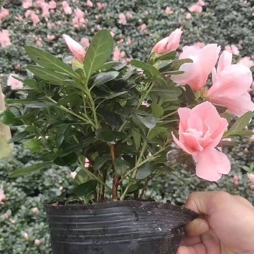 漳平市 16杯小桃红杜鹃花 带花苞 产地直销批发量大优惠