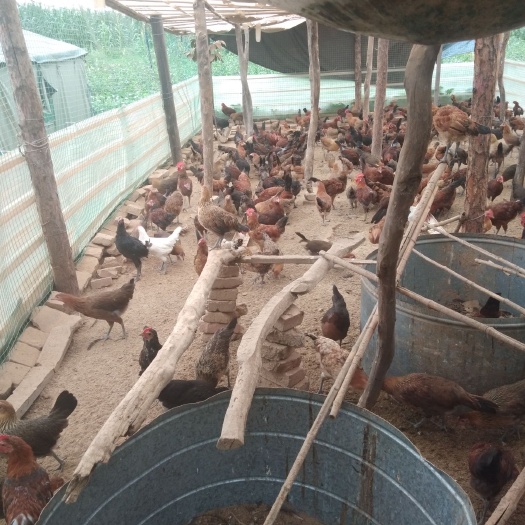 邯郸 纯散养土鸡