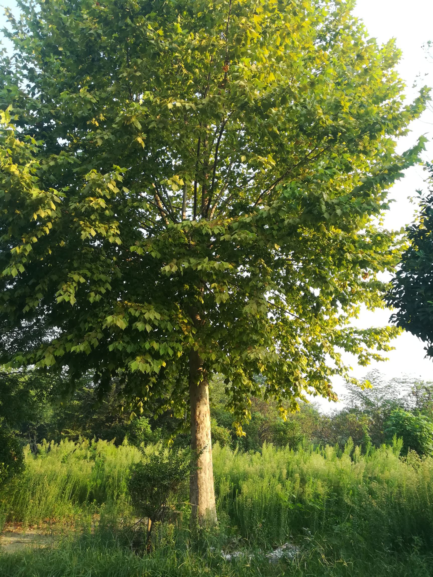 榔榆 大型景观树,有30年的树龄,技叶茂盛,树形奇特