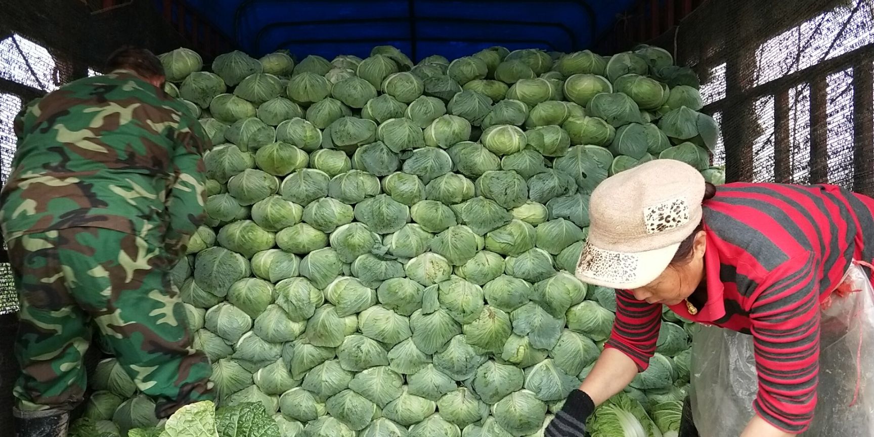 奥奇娜甘蓝 湖北省咸宁市嘉鱼县 2.5~3.0斤