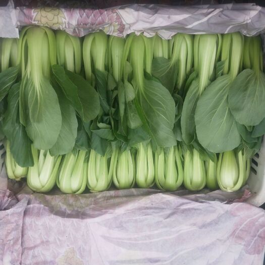 邯郸北方小油菜 精品上海青，大量供应中
