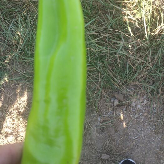 朔州牛角椒 15~20cm 中辣 橙黄