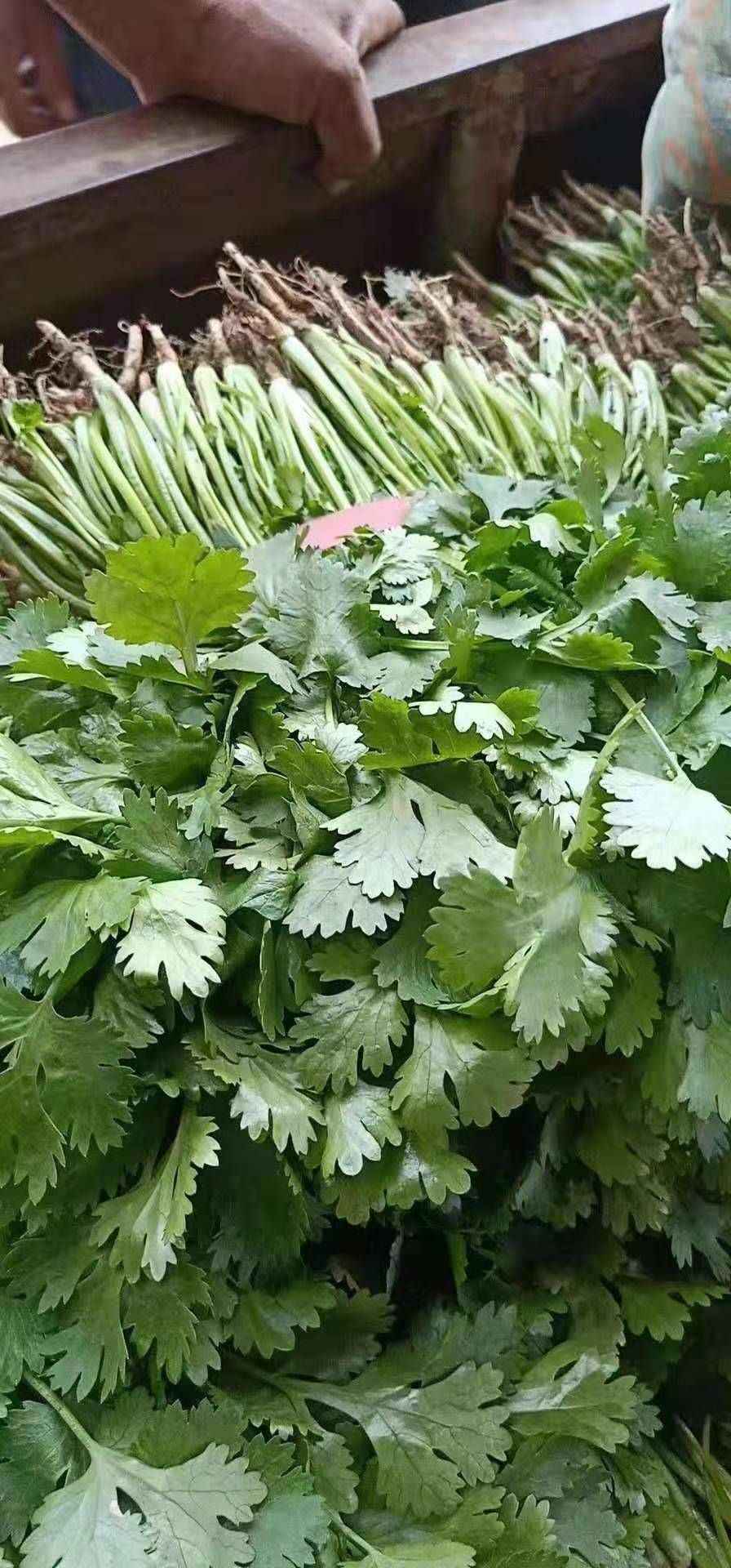  香菜上市中