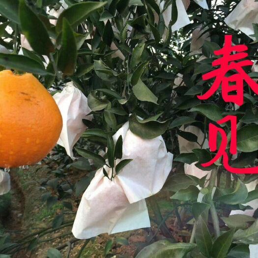 耙耙柑桔苗  耙耙柑，口感纯正，商品价植高，包挂果，签合同，保质保量。
