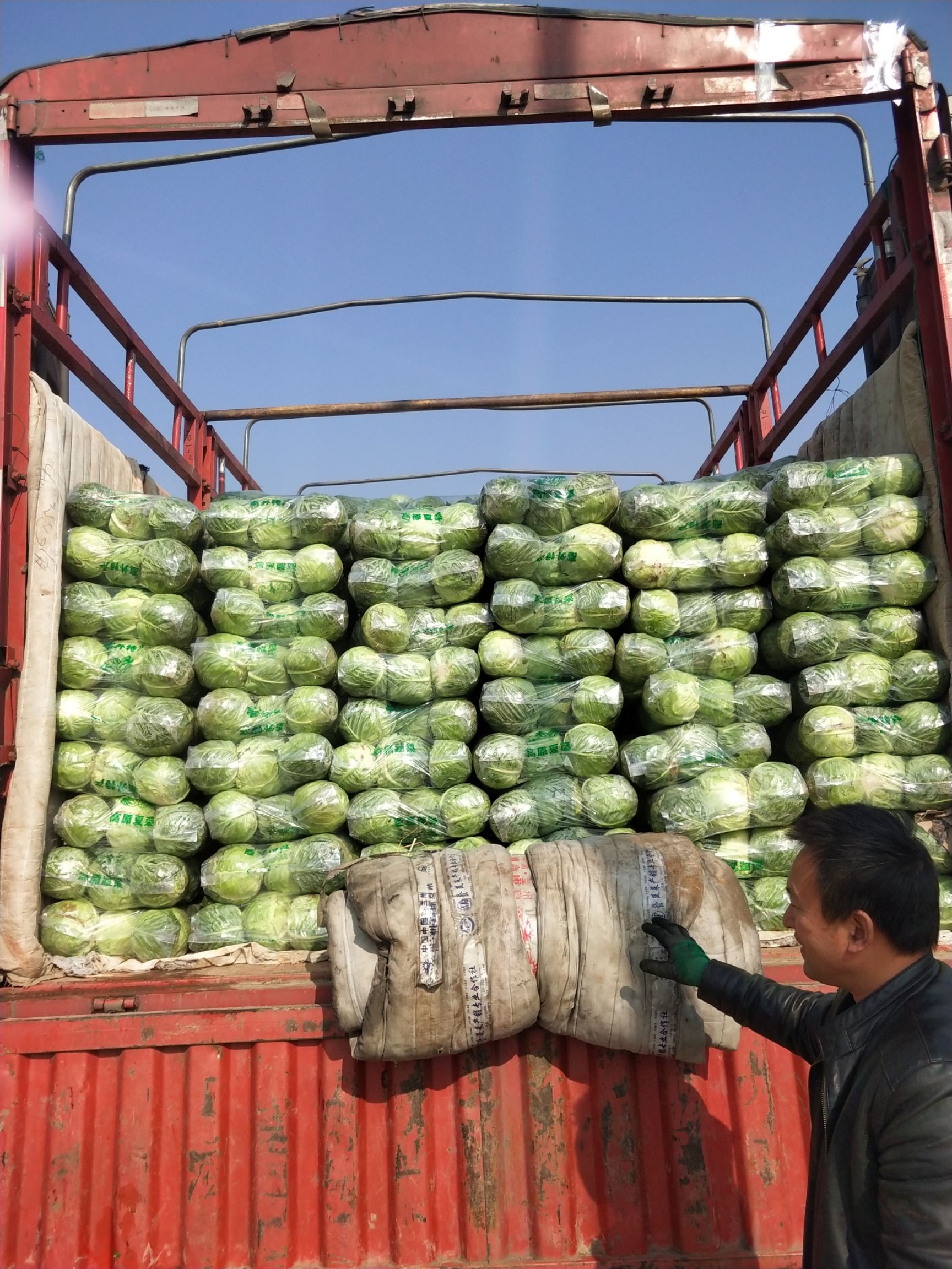 奥奇娜甘蓝 湖北省咸宁市嘉鱼县 2.5~3.0斤