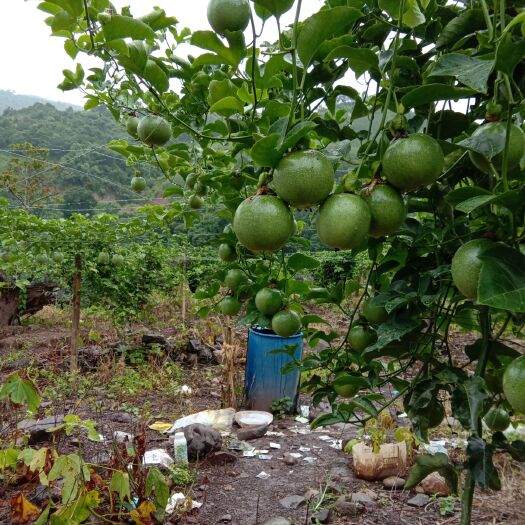 宁洱县 满天星百香果，开订咯