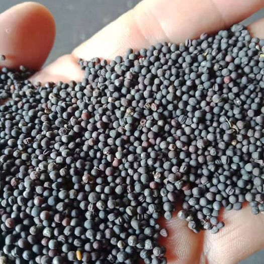 洪湖市 纯本地优质菜籽，欢迎来电咨询