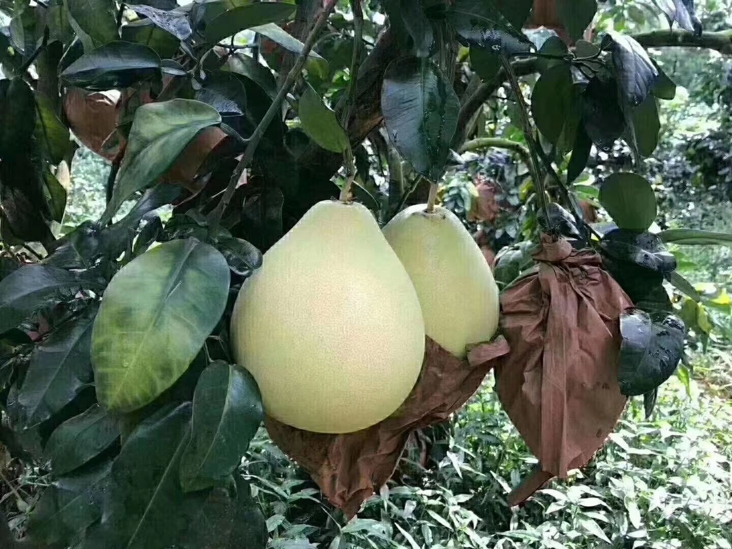  白肉蜜柚