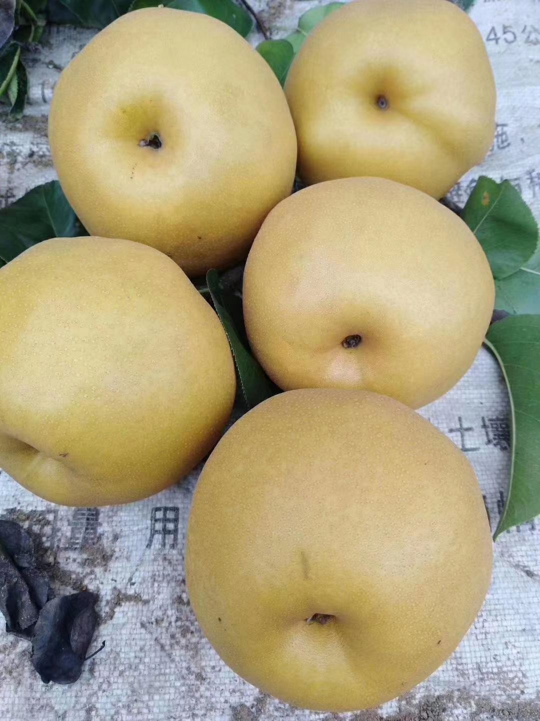 纸袋黄金梨 丰水梨，皇冠梨产地直销，脆甜可口