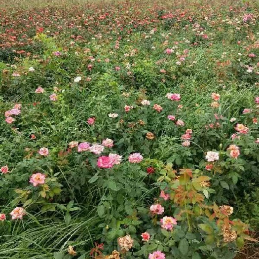 大花月季裸根苗大量供应