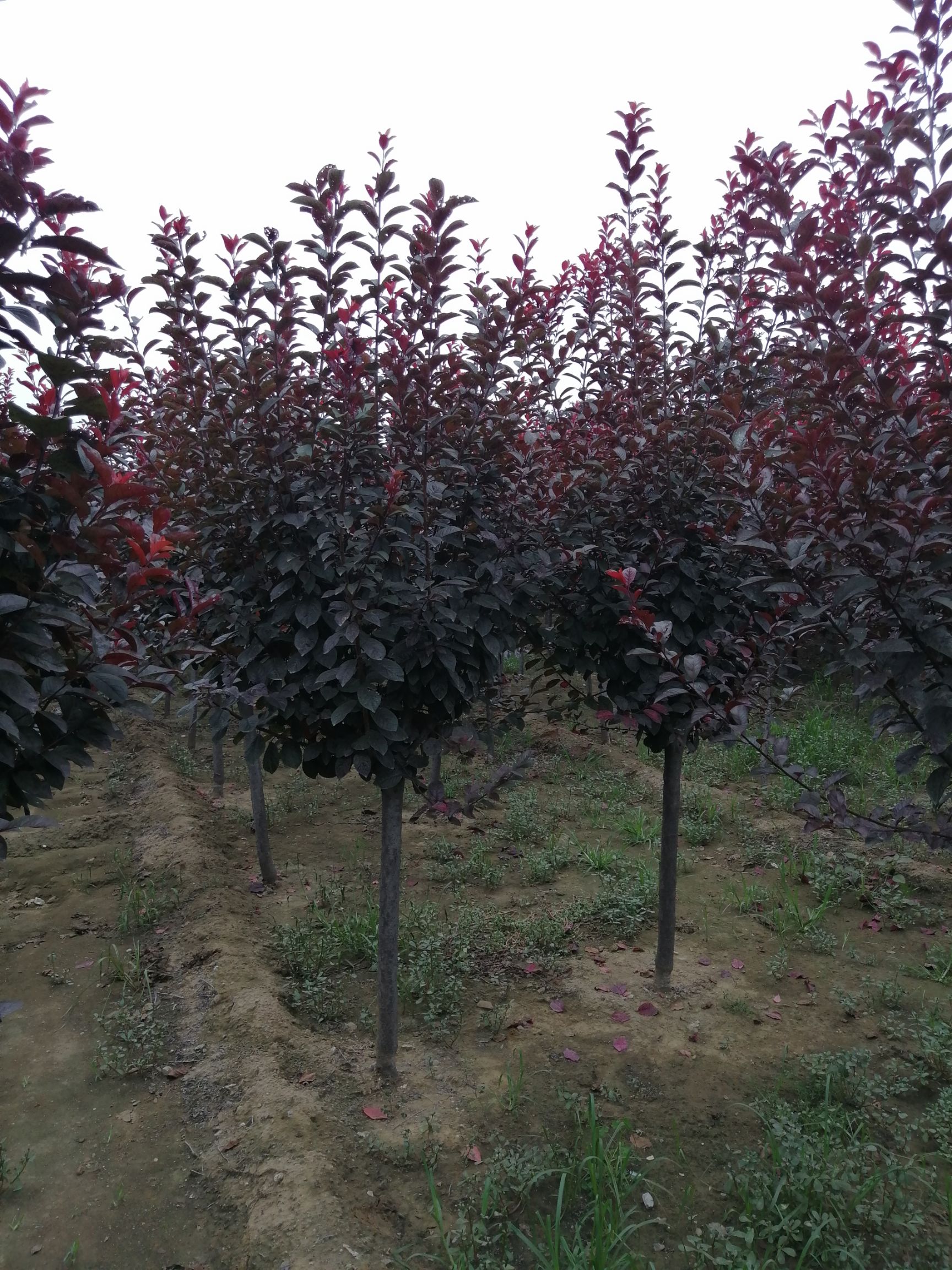 泰安红叶李，也叫太阳李，树型优美，漂亮，适合各种环境种植。