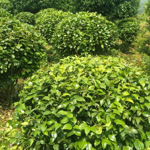 长沙 供应自家精品茶花球量大！品优！
