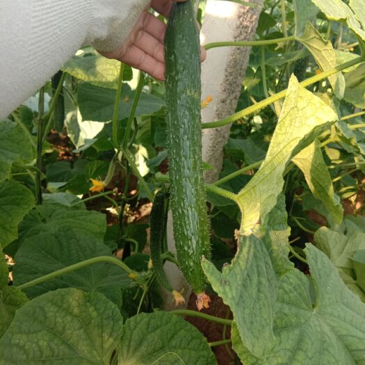 大名县嫁接黄瓜 35~45cm