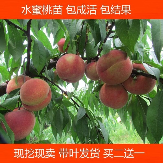 灵山县毛桃苗   广东鹰嘴桃树苗正宗水蜜桃果树苗桃花桃树南北方种植水蜜桃树苗