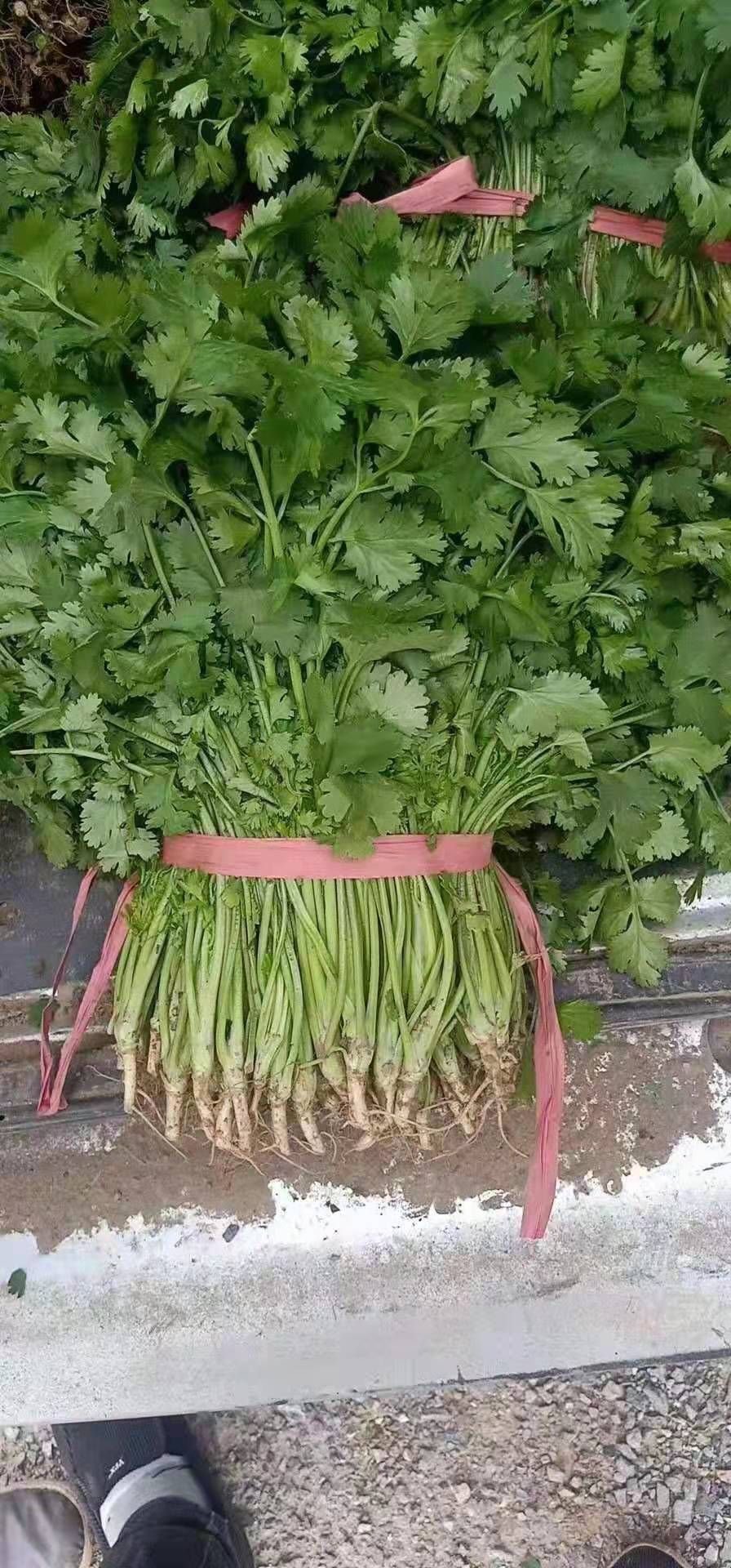  香菜上市中