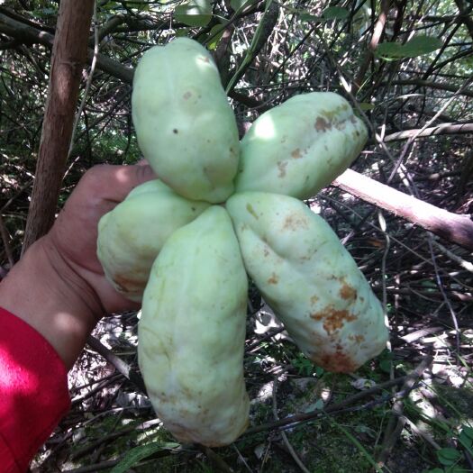 毕节 野生八月瓜上市，想要的老板抓紧联系我