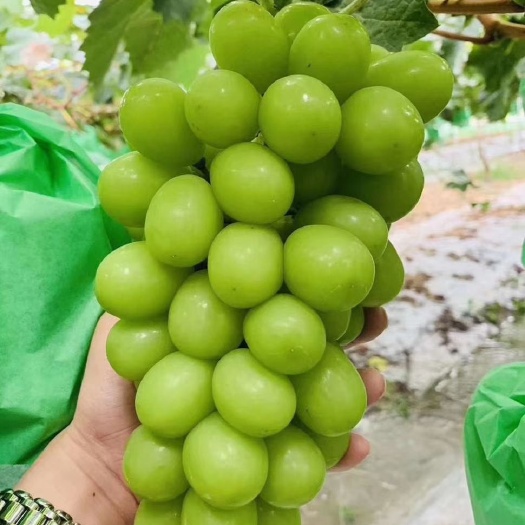 宾川县阳光玫瑰葡萄苗  质量保证
