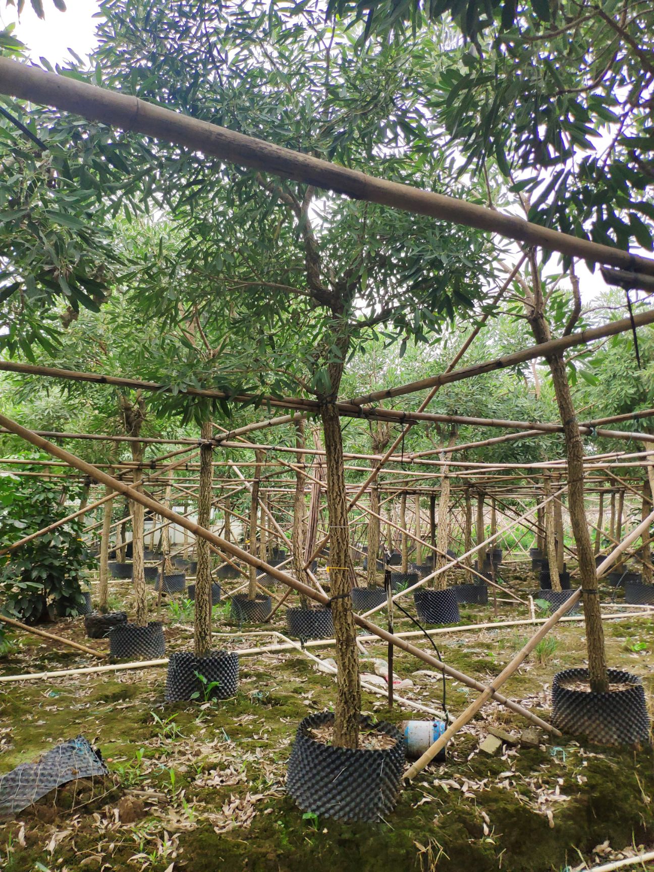  908供应 银鳞风铃木 8-12cm袋苗 假植苗 金花风铃木