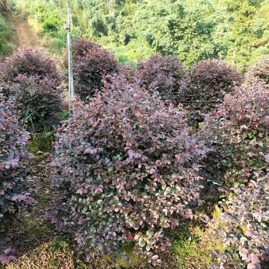 南靖县黑珍珠红继木