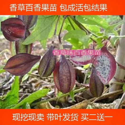 灵山县黄金百香果苗   香草百香果苗新品种甜蜜蜜百香果苗盆栽地栽树苗四季可种植