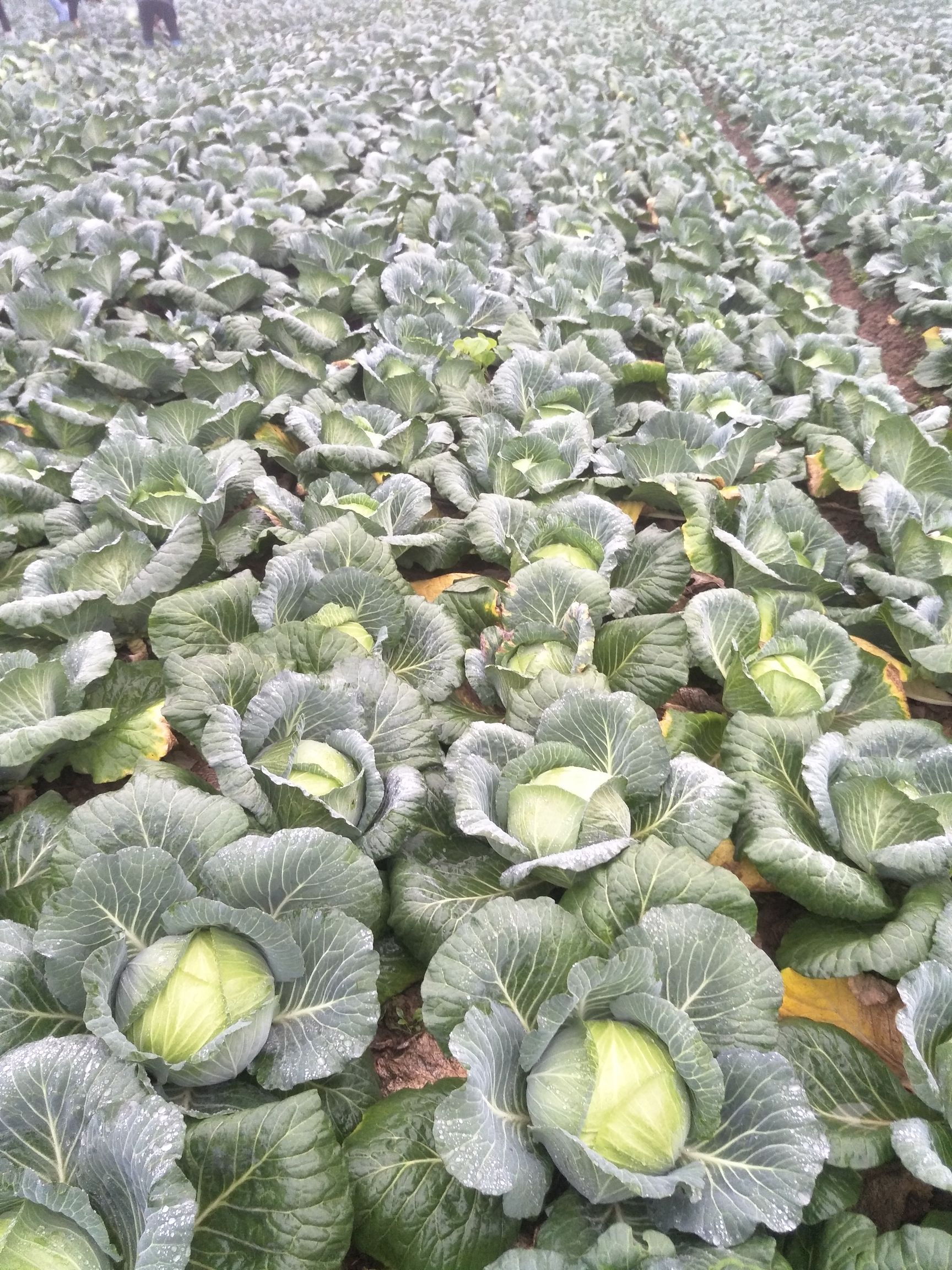 奥奇娜甘蓝  以质量求生意存，以质量求发展