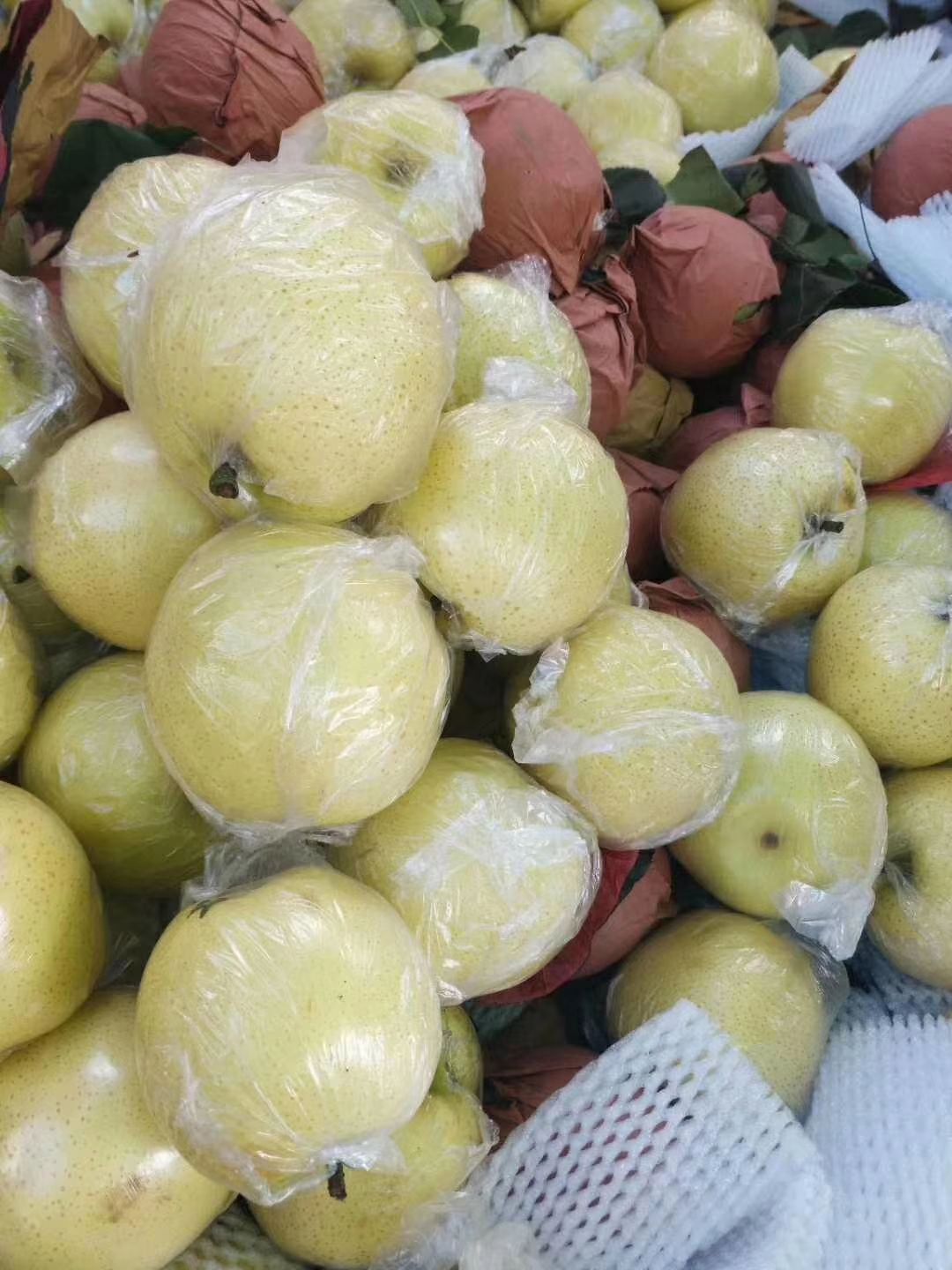 黄金梨圆黄梨秋月梨 丰水梨陆续大量上市了