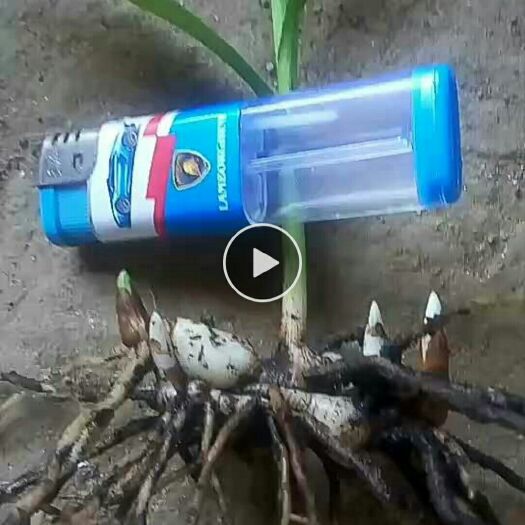 商南县 白芨苗