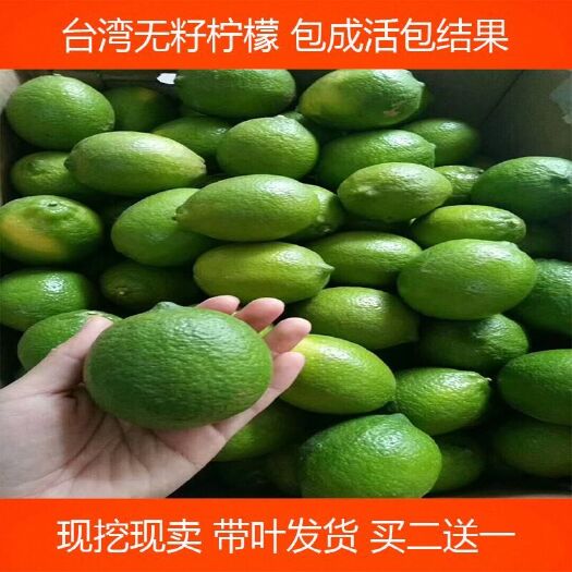灵山县香水柠檬苗   红皮红肉檬苗 盆栽四季柠檬苗 无核 红肉柠檬树苗 南北