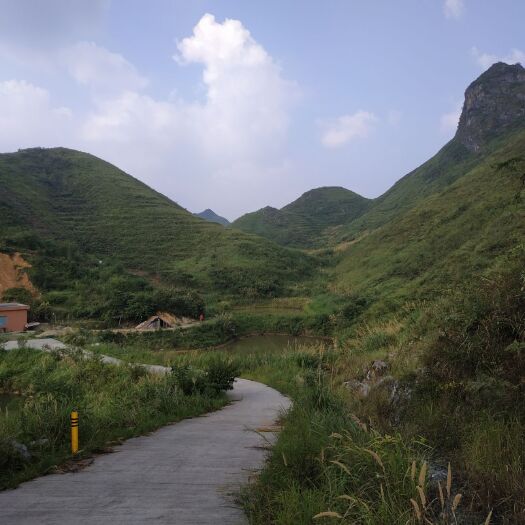 乐昌市 养殖种植山地，环境宜人，土壤优质