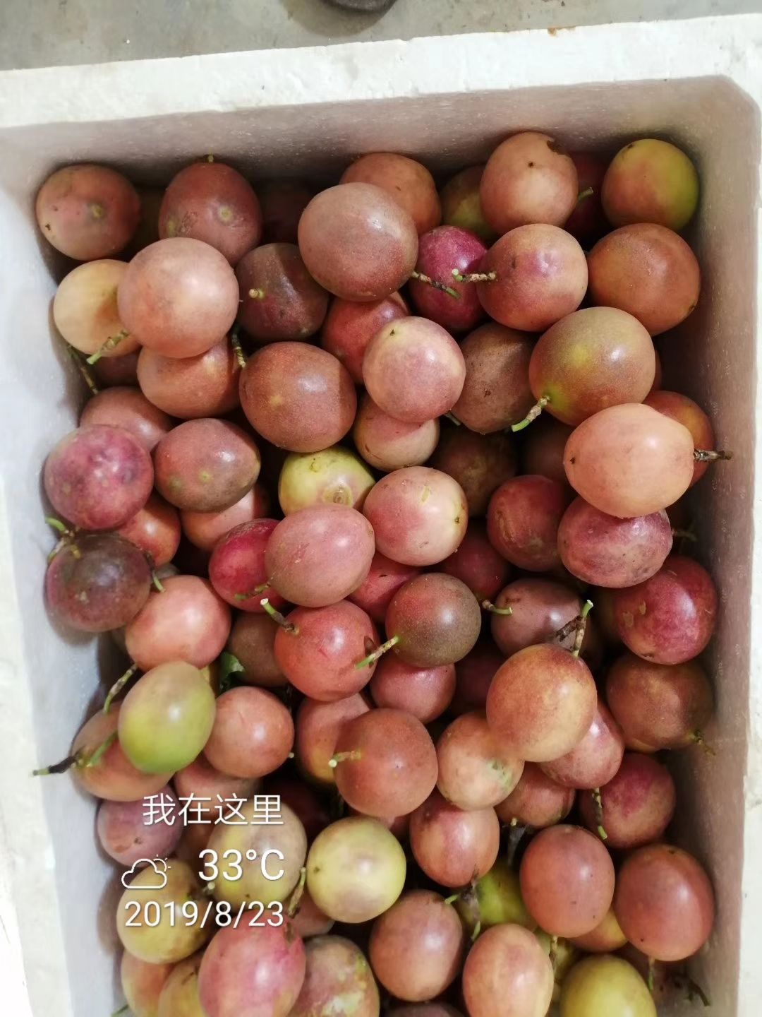紫香一号百香果 广西紫香一号一件代发