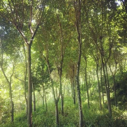 会泽县 滇朴急售，白菜价格，欢迎来到咨询。