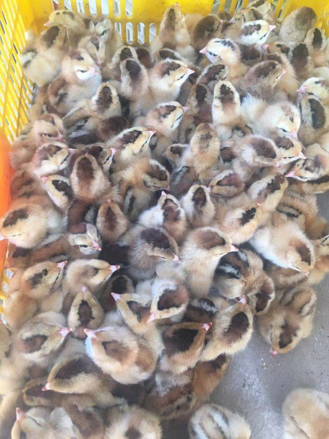  灵山土鸡苗
