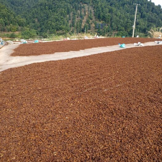 桂平市春花八角  八角:广西八角，生态香料，欢迎订购！