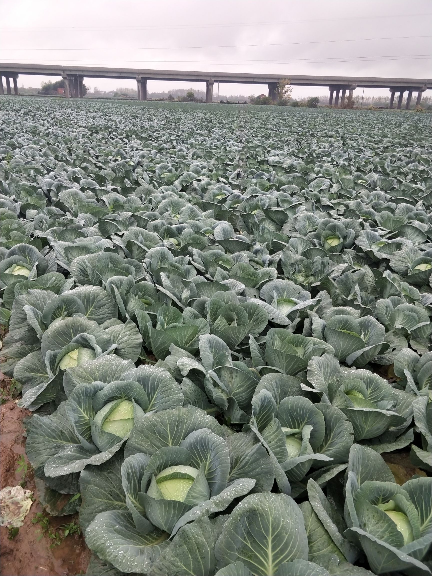 奥奇娜甘蓝 湖北省咸宁市嘉鱼县 2.5~3.0斤