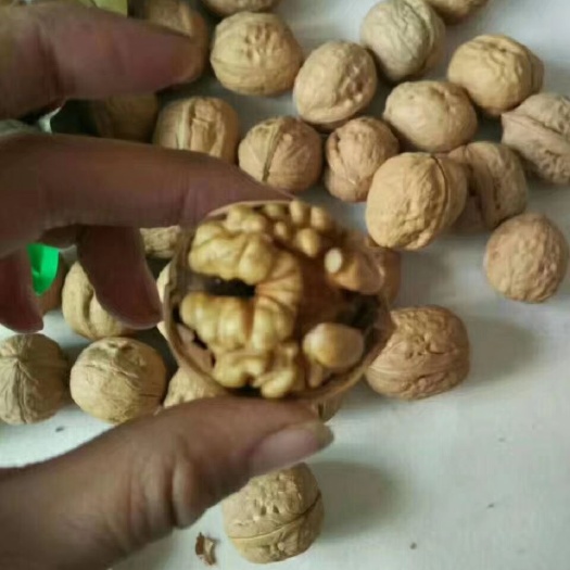 沧县 新疆薄皮核桃，皮薄个大，用手一捏就可以开