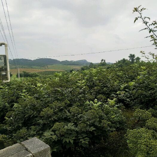 罗城县吴茱萸 广西中花茶辣