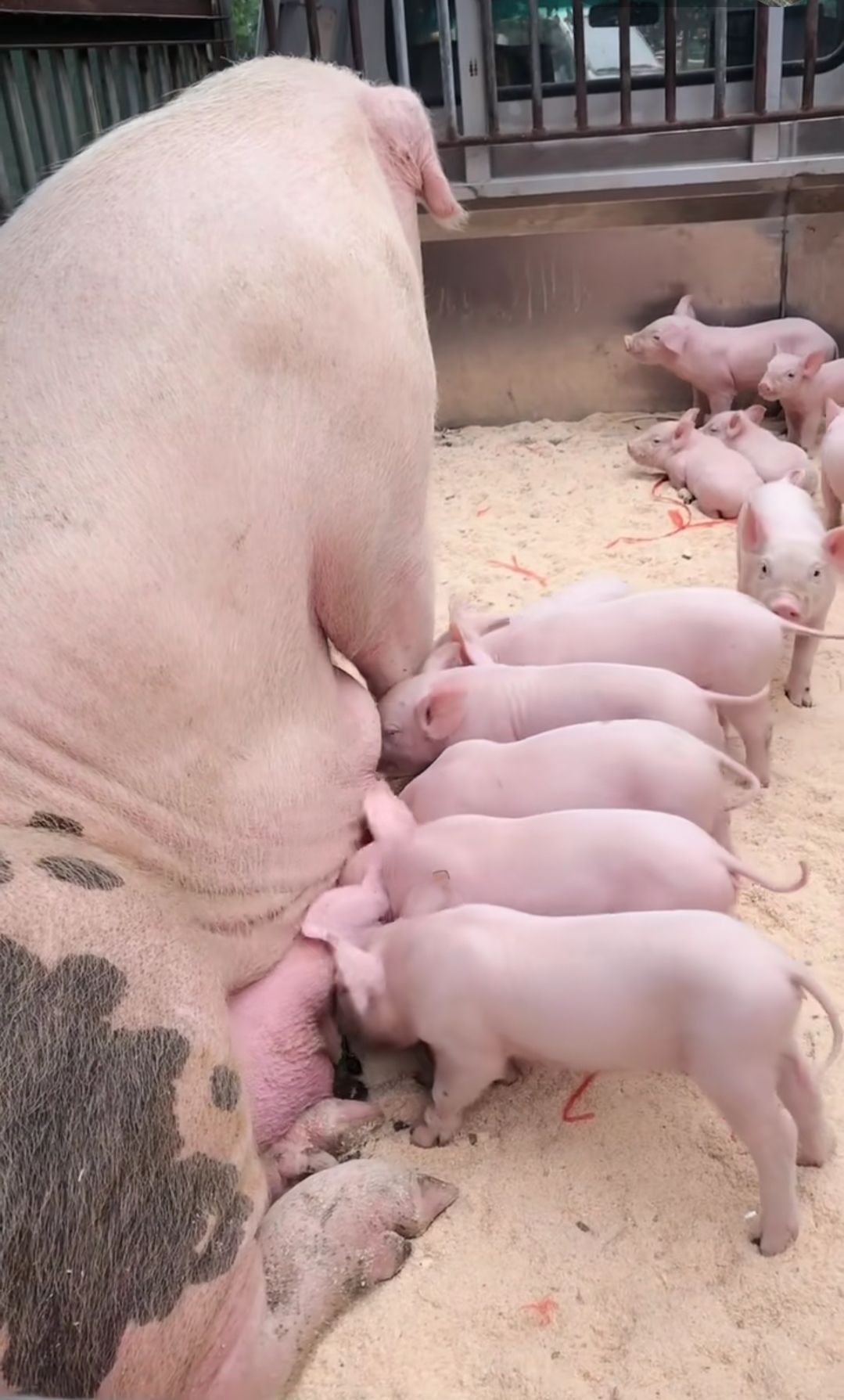 太湖二代瘦肉型高产母猪