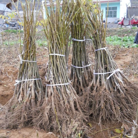 咸阳 薄皮核桃苗