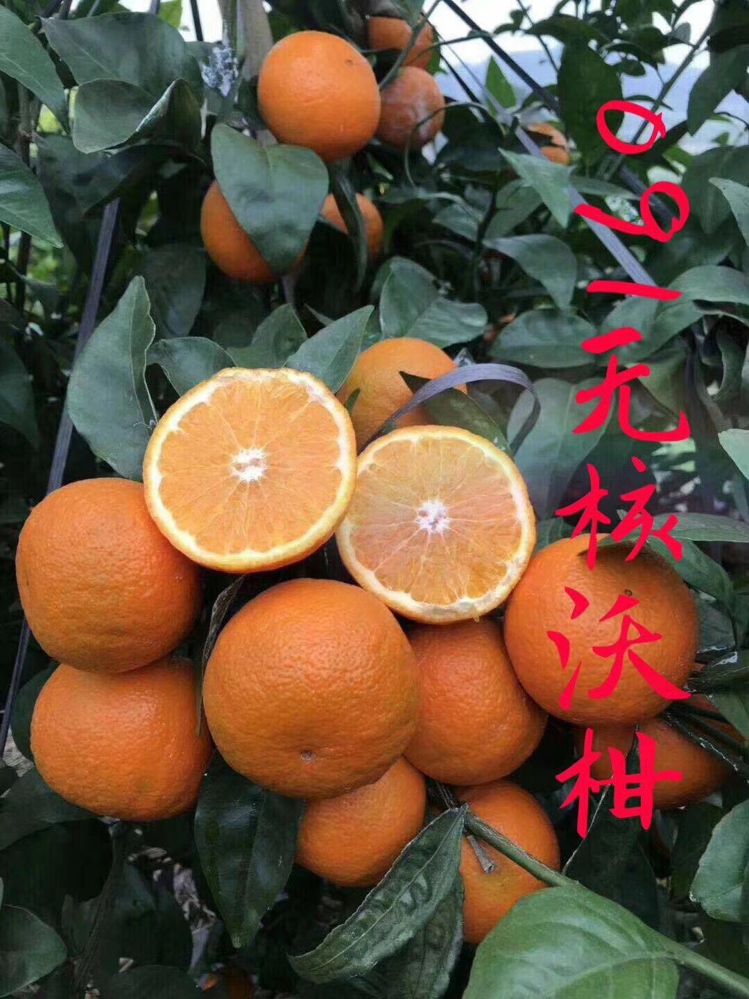 耙耙柑桔苗  耙耙柑，口感纯正，商品价植高，包挂果，签合同，保质保量。