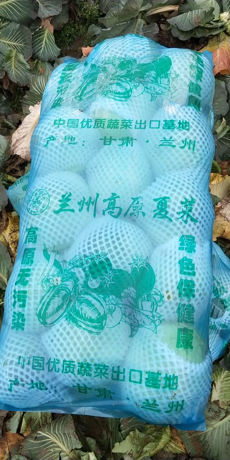 奥奇娜甘蓝 湖北省咸宁市嘉鱼县 2.5~3.0斤